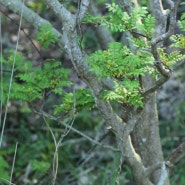 초피나무 & 회잎나무
