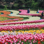 태안 튤립축제 코리아플라워파크 안면도 세계튤립 꽃박람회
