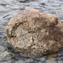 오도리 해수욕장에서 발견된 공룡화석 돌화석-4