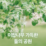 대전 피크닉하기 좋은 이팝나무 가득한 들의 공원