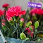 대전꽃집 나이테플라워 5월 카네이션꽃 선물 추천
