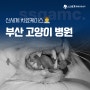 부산 고양이 병원 발치 수술 안전하게 완료했어요!