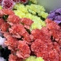 가경동 꽃집 청주 터미널 꽃집 카네이션이 너무 예쁜 TGIF 내돈내산 추천후기