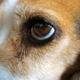 강아지 눈물 자국 없애는 법, 유루증 원인 및 증상, 눈물약 티어젠