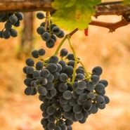 와인 기초상식 - 세계의 포도