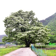 순천 가볼만한 곳 우리나라에서 가장 아름다운 평촌리 이팝나무