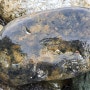 오도리 해수욕장에서 발견된 공룡화석 - 6