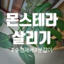 죽어가던 몬스테라 살리기 / 6개월이 지난 지금상태🪴(feat. 유주나무, 초설