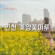인천 가볼만한곳 서울 근교 유채꽃 명소 계양꽃마루