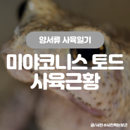 240509 미야코니스 토드 두꺼비 사육 근황 이야기 :: 가까이 오길래 가까이서 본 미야코니스 토드 (두꺼비 눈, 두꺼비 피부)
