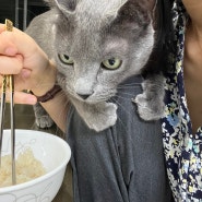[20] 고양이 기록 : 누나가 좋은 하울