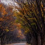 인천대공원 단풍터널, 가을 분위기 만끽할 수 있는 인천 명소