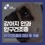 [아이센텀동물메디컬센터]강아지의 시력을 위협하는 안구건조증(건성각결막염)은 어떤 질환일까요?