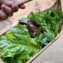 텃밭 가꾸기 첫 수확 청상추 아삭이상추 쑥갓 치커리 치콘