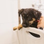 [강아지 정보] 새끼 강아지 목욕할 때 주의사항