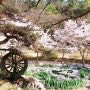 울산가볼만한곳 -벚꽃명소 화동못수변공원 4월5일 어느 금요일의 벚꽃 나들이