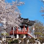 충북여행지 영동 용두공원 용두정 벚꽃 미선나무 야외조각작품 따라 산책