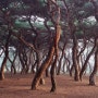 060 - 솔숲 향기 / 흥덕왕릉