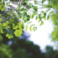 싱그러운 5월의 초록빛 패턴