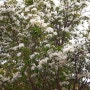 이팝나무꽃