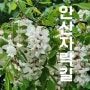 [서울가볼만한곳~안산 자락길 아카시아 향기는 바람에 흩날리고] - 서울 서대문 2024. 5. 6. 월 ~ 모두아름다운산악회 소나무대장님 공지