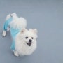 댕런 강아지여름옷 진드기방지 버그가드 강아지기능성옷 여름필수템