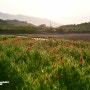 사천 비토섬 가는 길 선창마을 양귀비꽃 일몰
