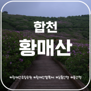 24년 황매산 철쭉제 안내 황매산 철쭉 개화현황