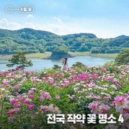 5월 연휴, 꽃구경 나들이 가볼 만한 전국 작약꽃 명소 추천 4