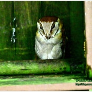 올빼미들(Owls). 쿠알라룸푸르 조류공원