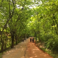 [계족산 황톳길]주말엔 숲으로/건강한 숲길/산책하기 좋은 곳