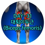 대화재활 DAY-31 대퇴이두근(Biceps femoris)-슬건근(Hamstrings)1 일산체형교정