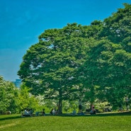 정부대전청사숲 들의공원 대전 이팝나무 명소