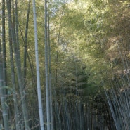오사카 교토 가볼만한곳 아라시야마 텐류지 치쿠린 교토대나무숲