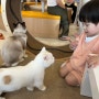 천안 고양이카페 냥이싸롱 고양이 너무 예뻐요