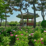 대전 한밭수목원 5월 작약과 장미가 아름다운 도심 공원