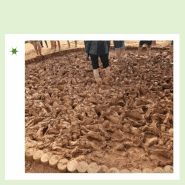성남 아이와 가볼만한 곳 위례근린공원 자연학습장 유아숲체험원 맨발 황톳길