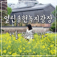 서울 유채꽃 데이지꽃 명소 열린송현녹지광장 산책하기 좋은 안국역 공원