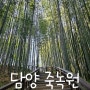 담양 휴양림 - 죽녹원 (대나무 숲)