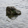 오도리 해수욕장에서 발견된 공룡화석 다양한 돌화석 모음-8