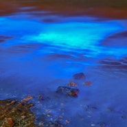 정말 신기했던 국내 바다의 오로라, 발광플랑크톤이라 불리는 "야광충"