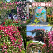 서울 5월 축제 가볼만한곳 데이트 코스 중랑장미공원 장미 명소