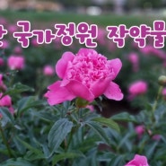울산 5월 태화강 국가 정원 봄꽃축제 작약 양귀비 만개 상황