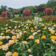 서울대공원 테마가든 장미원 - 5월 24일부터 장미축제, 주차팁
