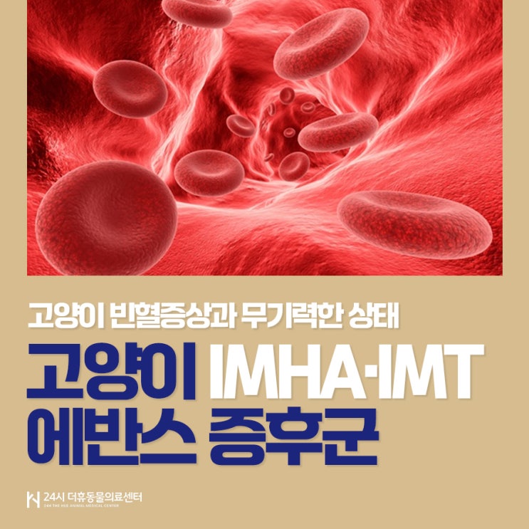 고양이 식욕저하와 빈혈 증상, 에반스 증후군(Evan's Shndrome) (IMHA,IMT) 양산 24시 응급 동물병원 ...