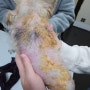 쿠싱성 피부질환-해운대조은동물병원