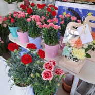 5월의꽃 카네이션 화분 가격 분홍 카네이션 꽃말