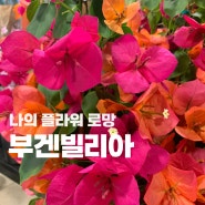 유럽여행에서 보았던 예쁜꽃 부겐빌리아 Bougainvillea