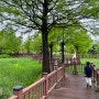 [의왕] 왕송호수, 아이와 산책하기 좋은 곳 (철새, 주변 박물관ok)