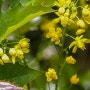뿔남천 '아폴로'(Mahonia aquifolium 'Apollo')